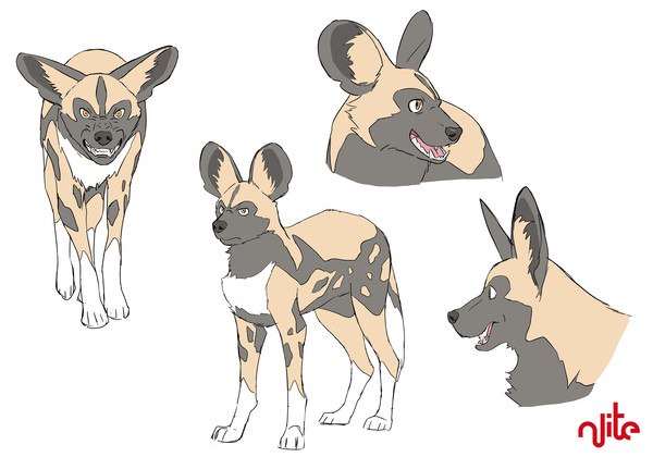 Mfinda Kozo dog